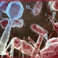 НПК "Бактериофаги: теоретические и практические аспекты применения"