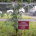 На территории института высажено дерево рябины на добрую память сотрудникам и потомкам